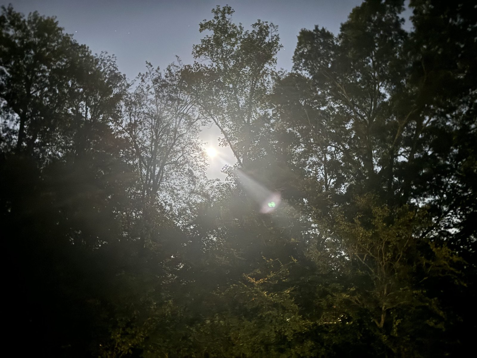 Christ is in the trees - Rev. Jodi Suson - Spiritual Photography