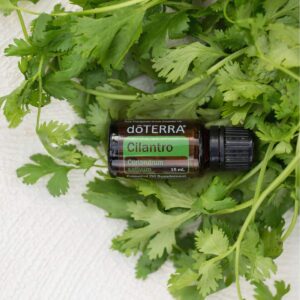 Cilantro Essential Oil