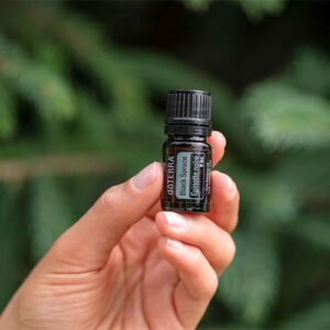 Black Spruce Essential Oil