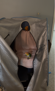 relax sauna with Faygela and TInker Bell for your pets + the Science on Viruses