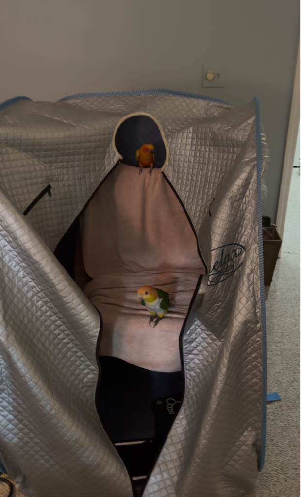 relax sauna with Faygela and TInker Bell for your pets + the Science on Viruses